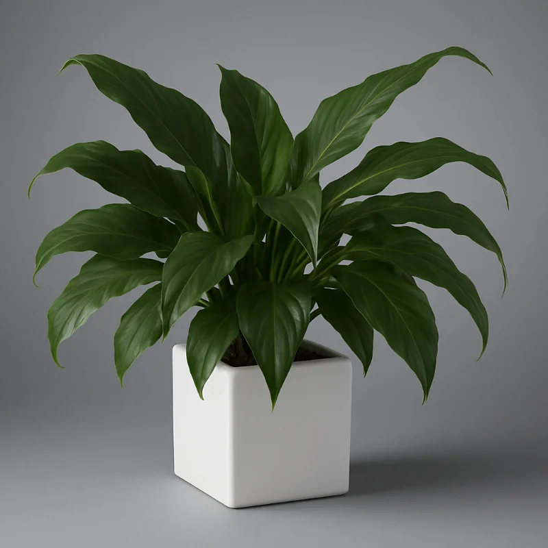 Peace Lilies - Medium