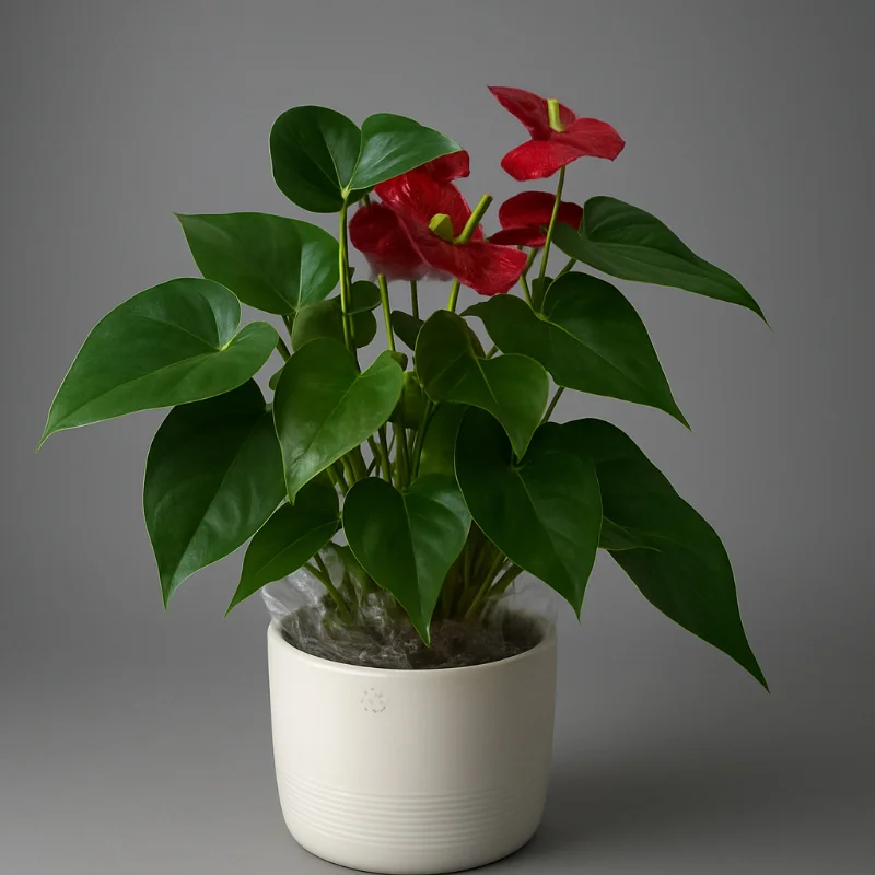 Antherium Pot - Medium